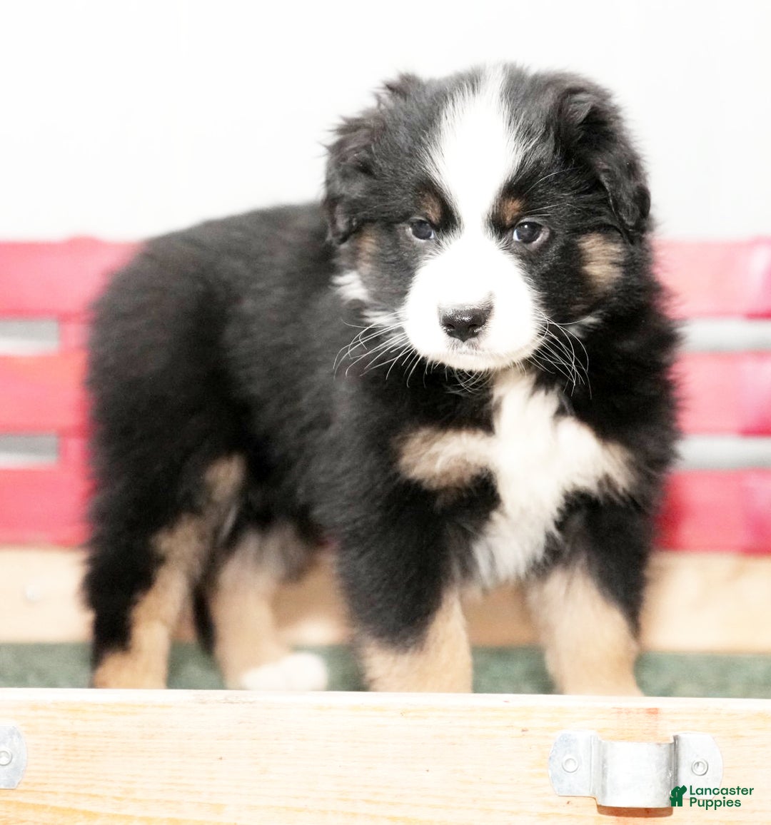 Miniature Australian Shepherd dogs for sale: Dora - Ad 7