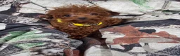 Toy Poodle dogs for sale: MeiMei 3lb full grown  - Ad 3