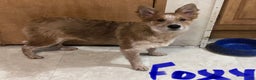 Mixed Breed dogs for sale: Foxy - Ad 1