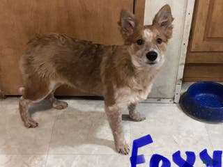 Mixed Breed dogs for sale: Foxy - Ad 2