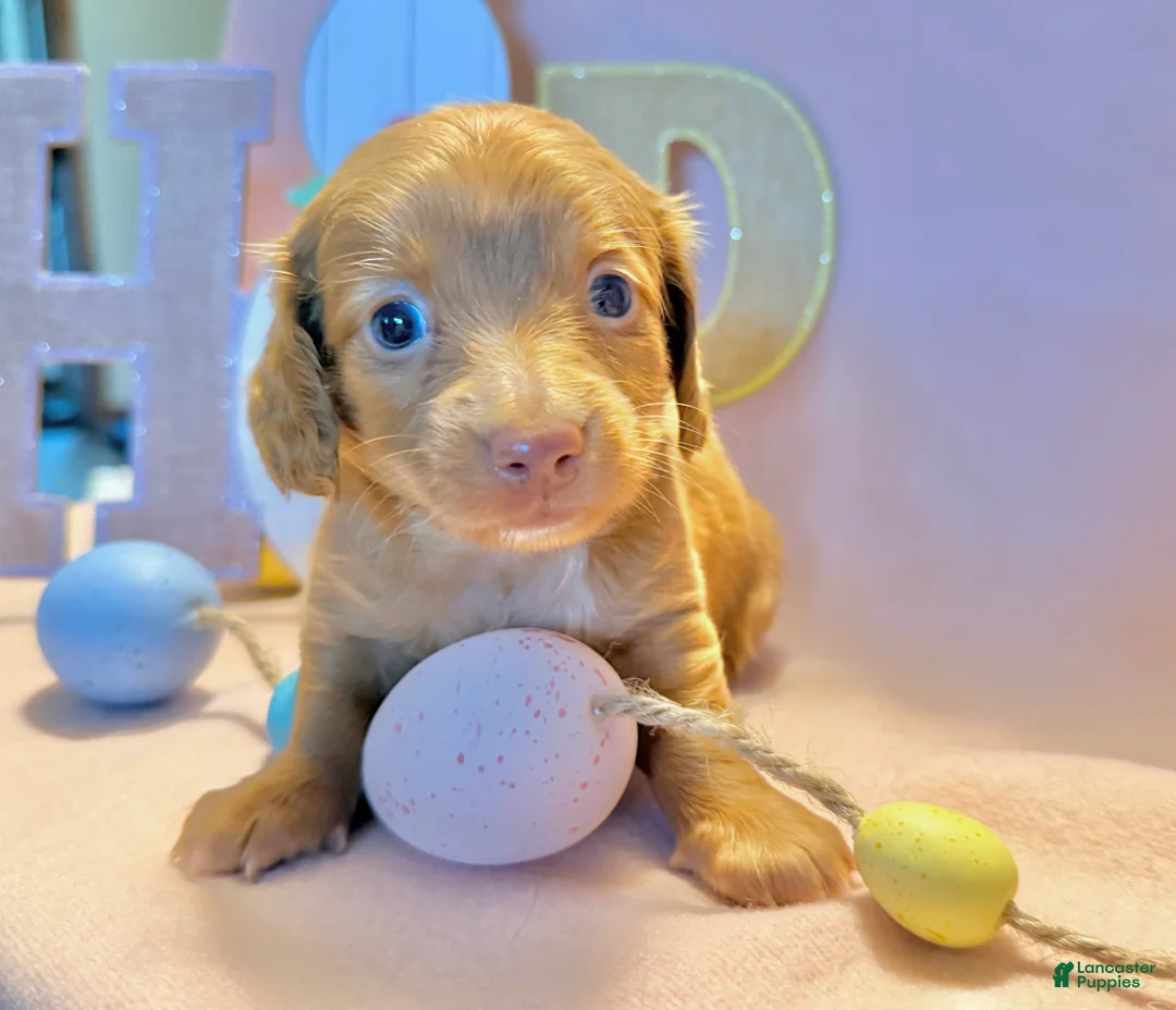 Dachshund dogs for sale: Daisy  - Ad 1