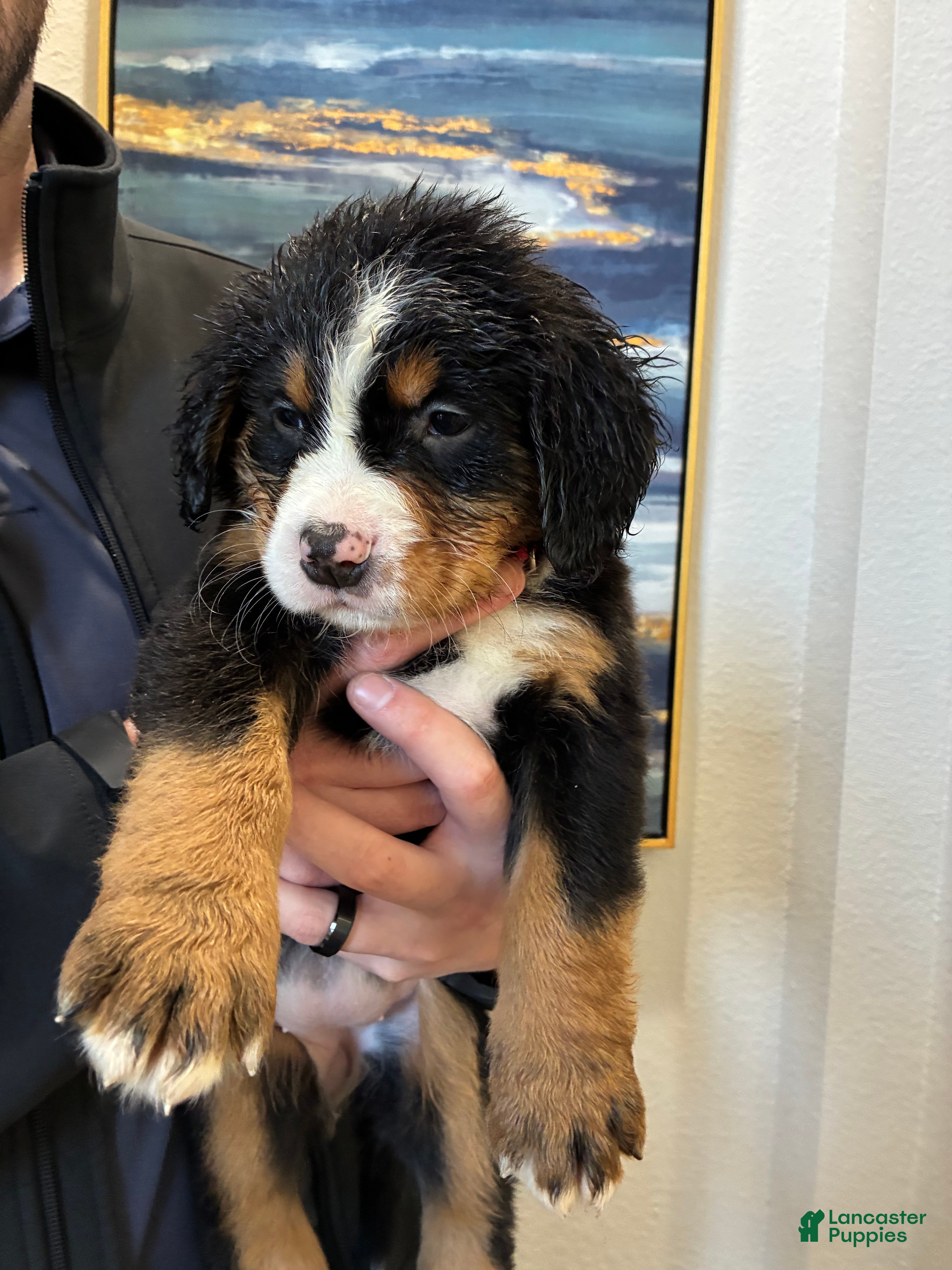 Bernese Mountain Dog dogs Bernese Mountain Dog Puppy 5 - Ad 2