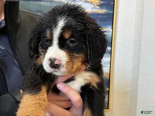 Bernese Mountain Dog dogs Bernese Mountain Dog Puppy 5 - Ad 2