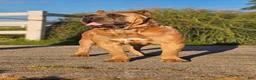 Cane Corso dogs for sale: Rianna - Ad 8