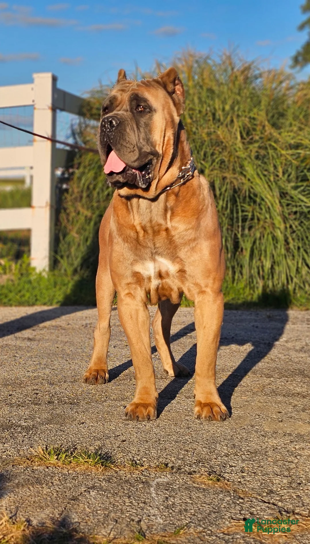 Cane Corso dogs for sale: Bear - ICCF Registered Cane Corso Italian Mastiff - Ad 13