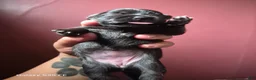 Mixed Breed dogs for sale:  Toy size Malchi - Ad 15