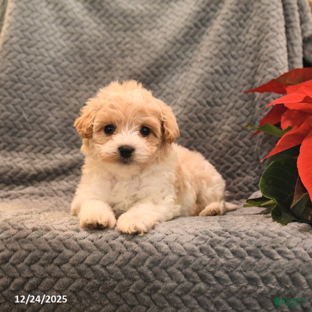 Maltipoo dogs for sale: Sugar - Ad 4