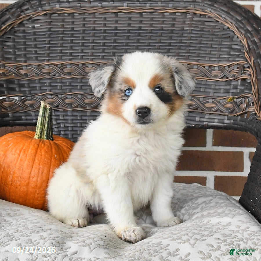 Miniature Australian Shepherd dogs Rue - Ad 1