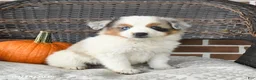 Miniature Australian Shepherd dogs for sale: Rue - Ad 1