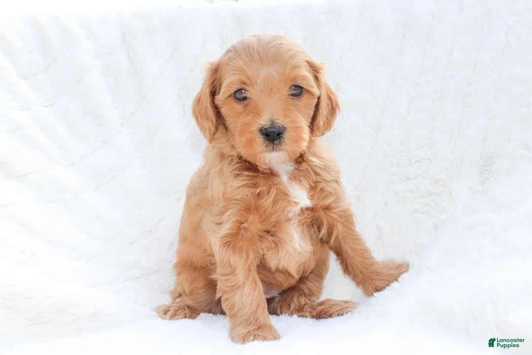 Mixed Breed dogs for sale: Bingo - Ad 1