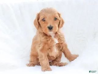 Mixed Breed dogs Bingo - Ad 31