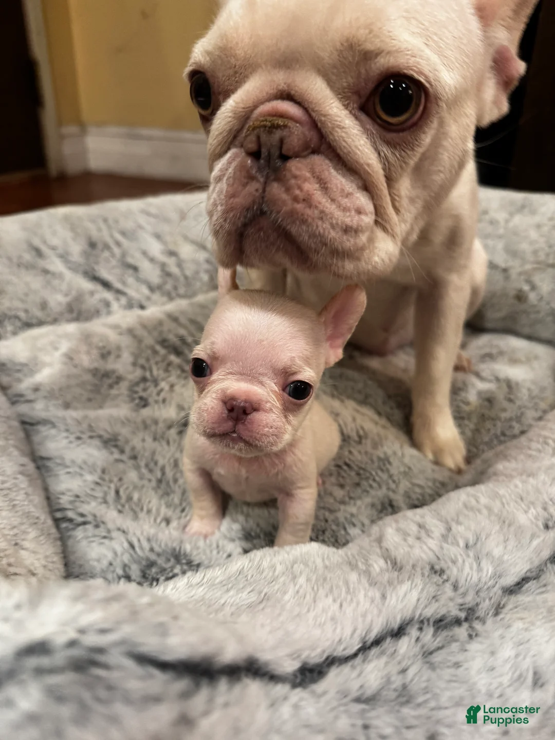 French Bulldog dogs for sale: French Bulldog Puppy 3 - Ad 2