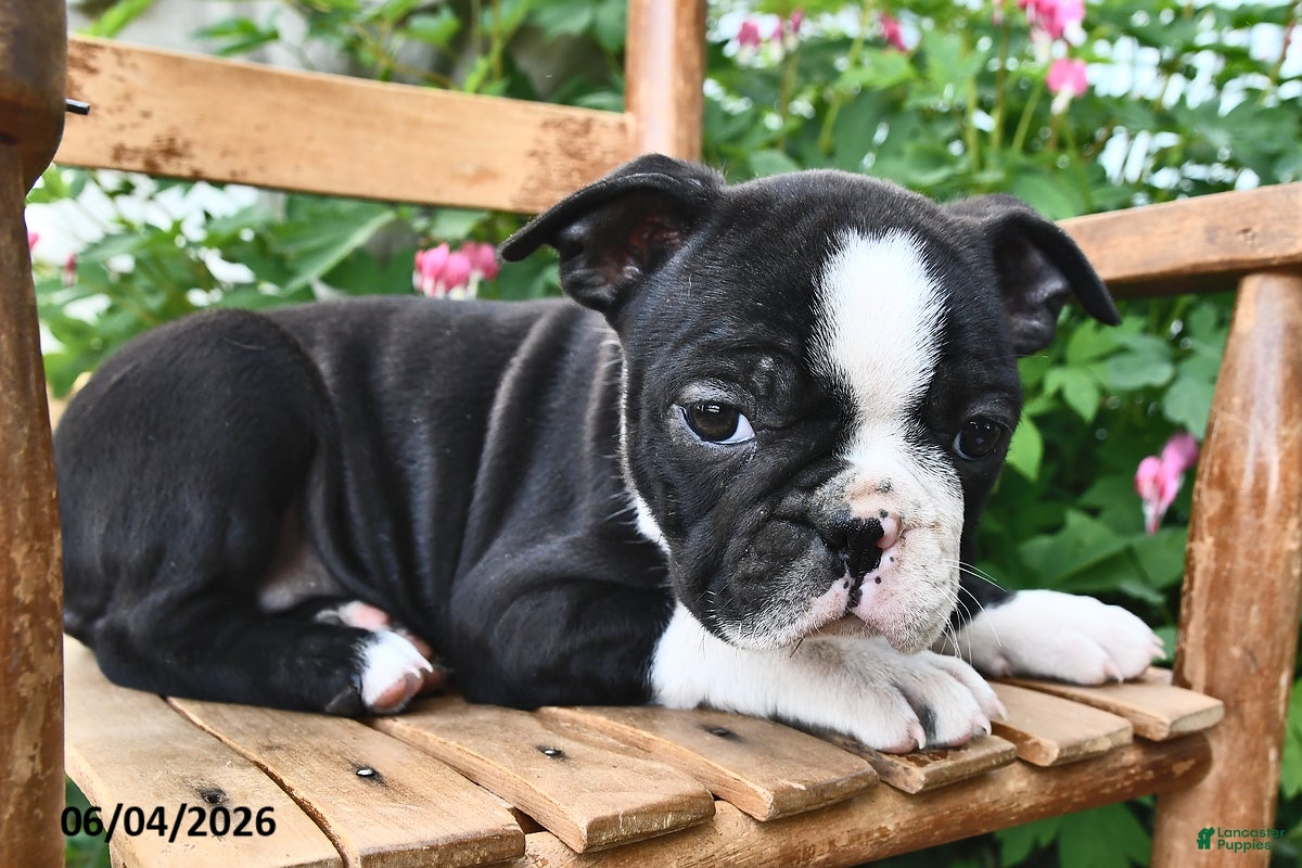 Boston Terrier dogs for sale: Glory - Ad 4