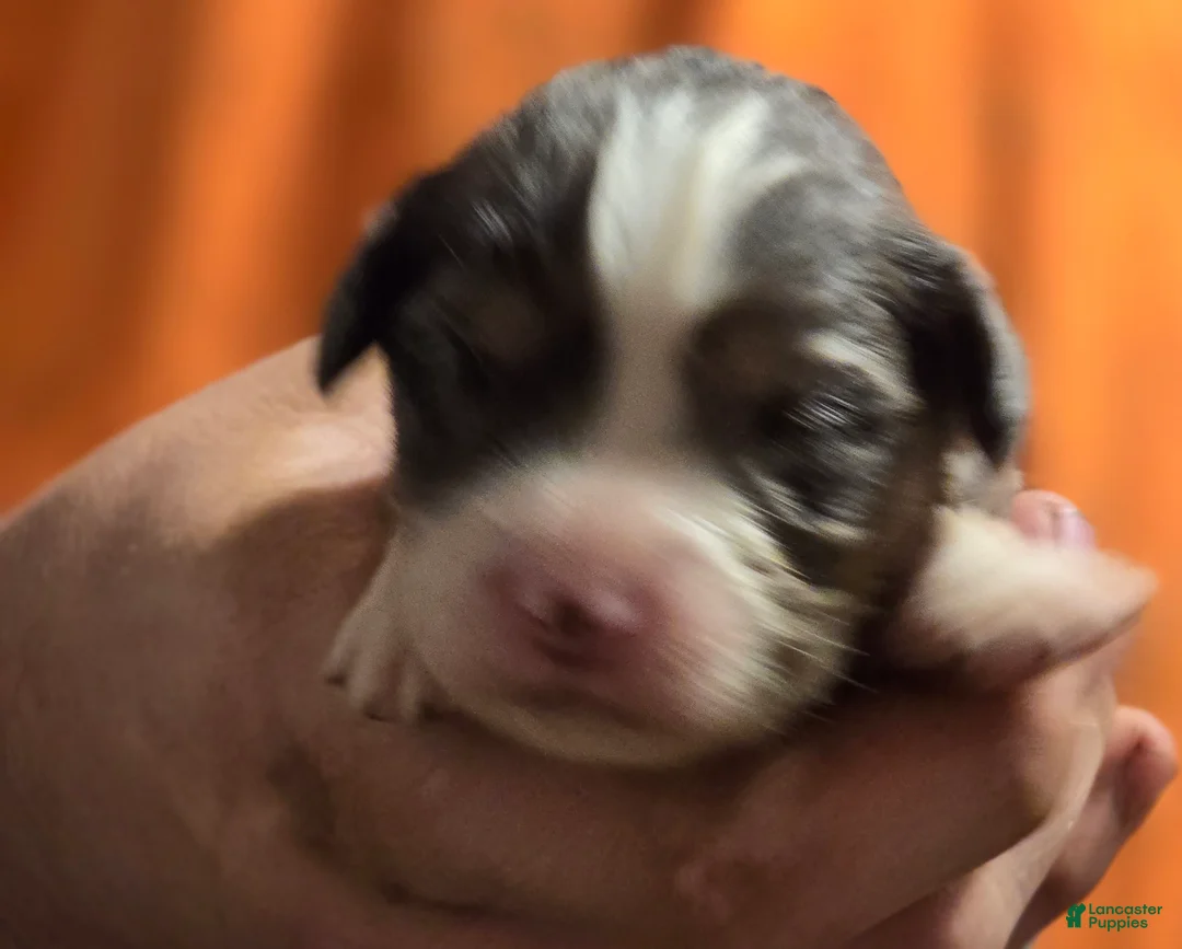 Mixed Breed dogs for sale: Parker - Ad 3