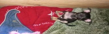 Chihuahua 2