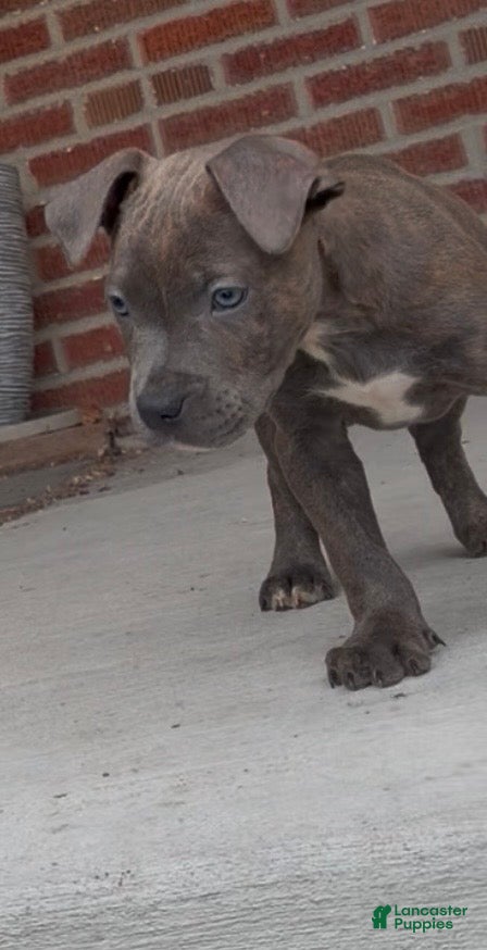 Mixed Breed dogs Mixed Breed Puppy 2 - Ad 12