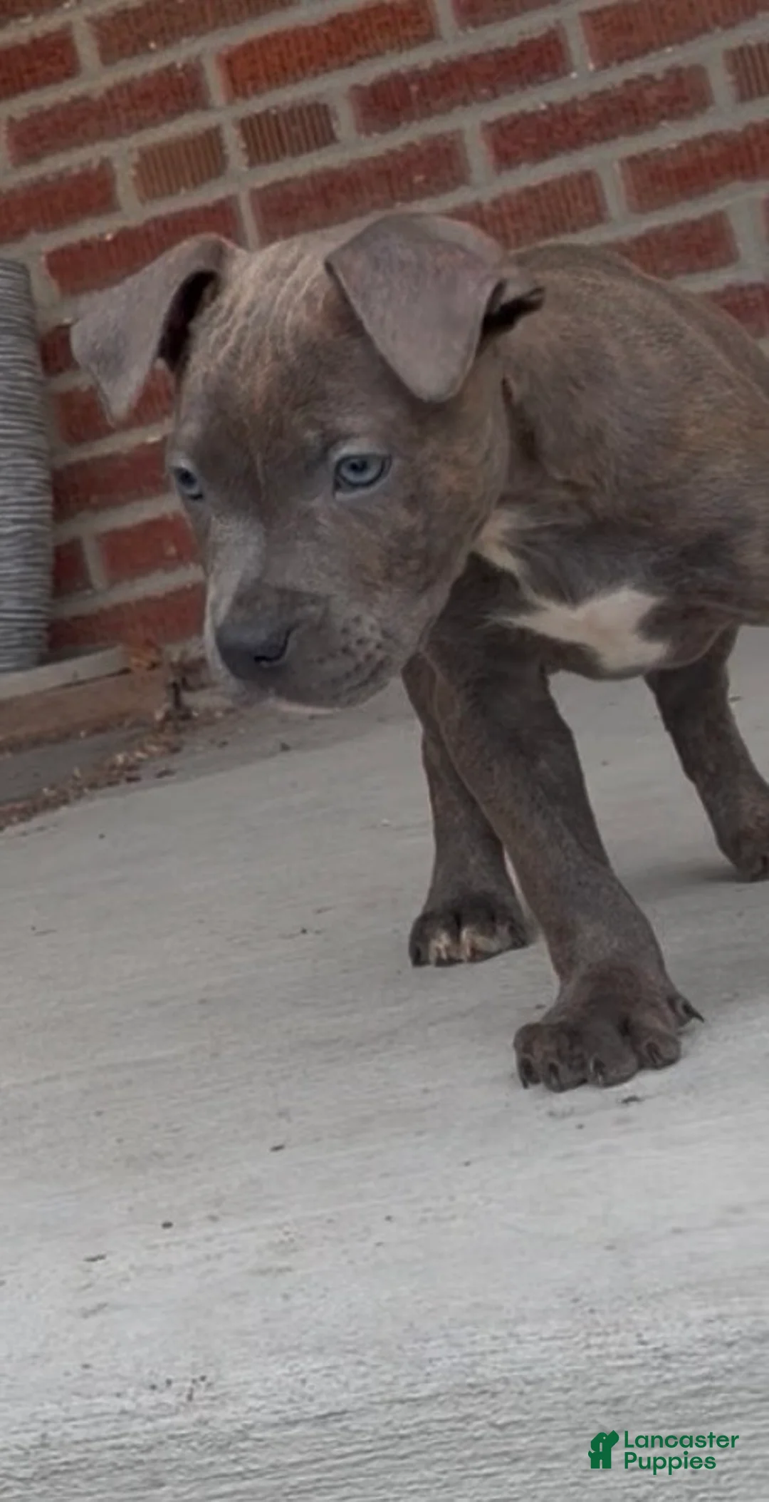 Mixed Breed dogs for sale: Mixed Breed Puppy 2 - Ad 1