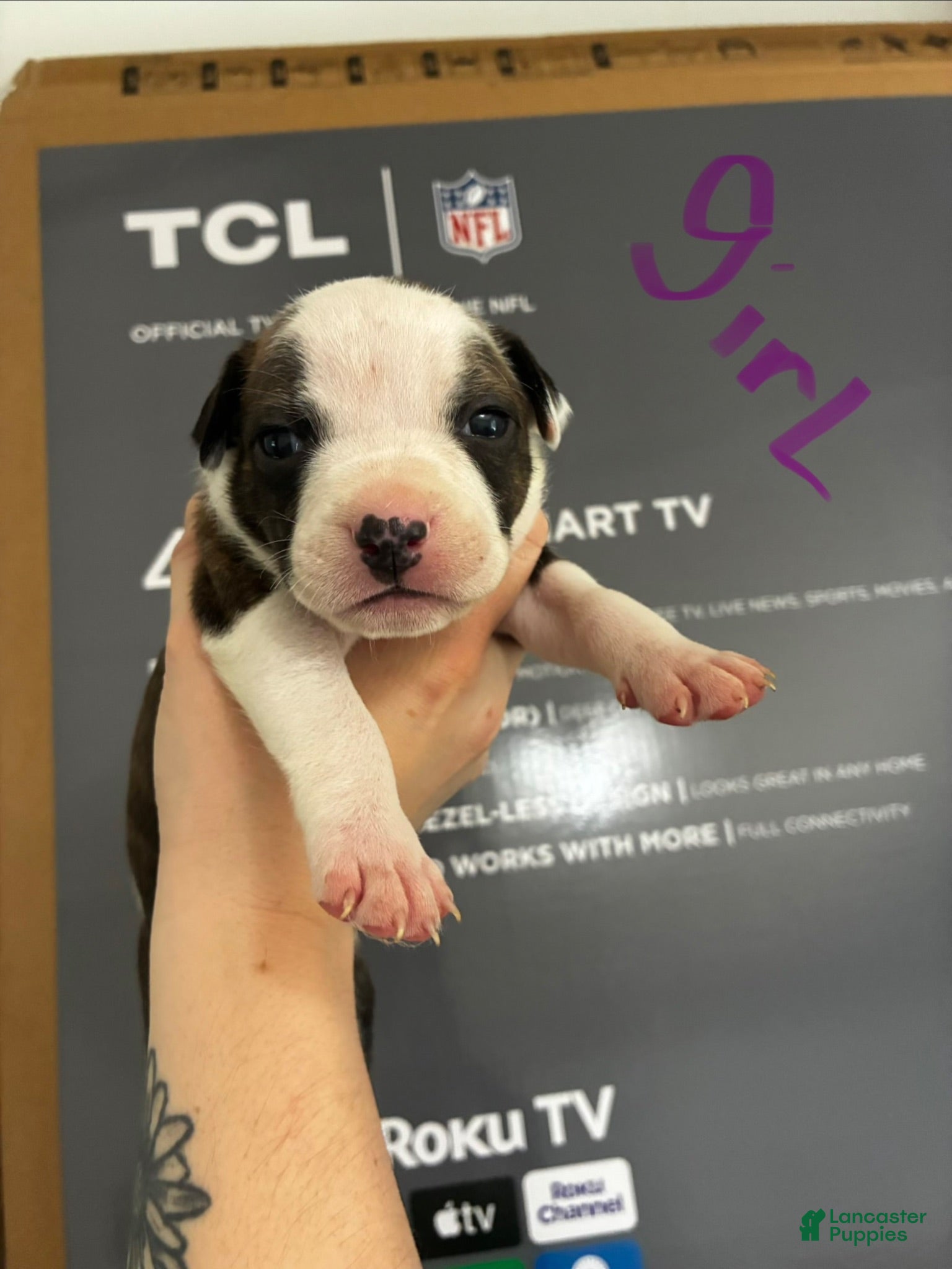 American Staffordshire Terrier dogs American Staffordshire Terrier 9 - Ad 22