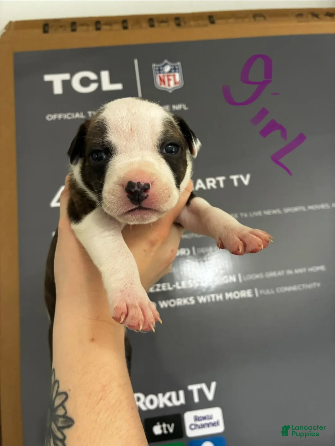 American Staffordshire Terrier dogs for sale: American Staffordshire Terrier 9 - Ad 1