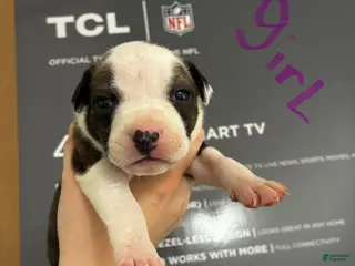American Staffordshire Terrier dogs American Staffordshire Terrier 9 - Ad 35