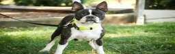 Boston Terrier dogs for sale: Crickett - Ad 9