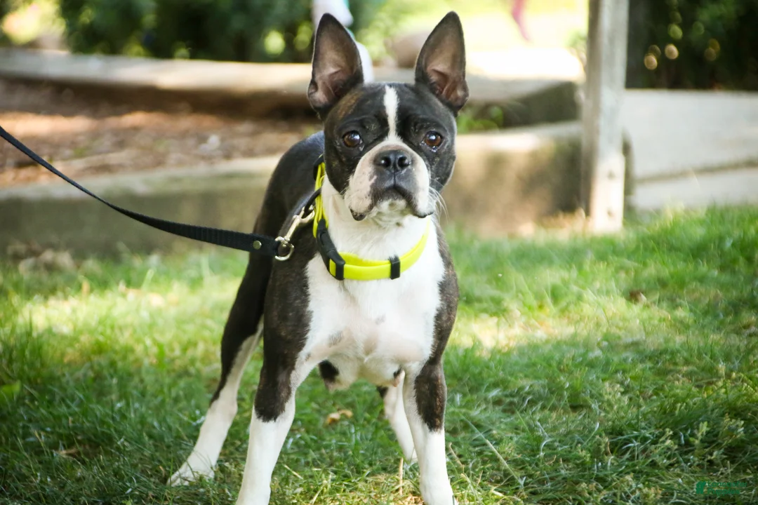 Boston Terrier dogs for sale: Boston Terrier litter of 2 puppies - Ad 1