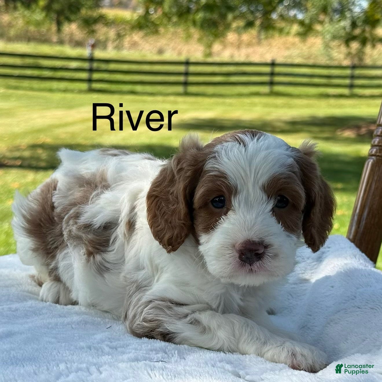 Cavapoo dogs for sale: River - Ad 2