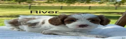 Cavapoo dogs for sale: River - Ad 1