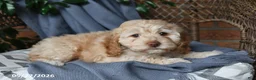 Cockapoo dogs for sale: Honey - Ad 5