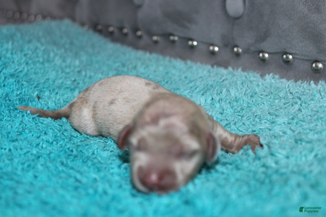 Miniature Dachshund dogs for sale: Minnie Mini - Ad 7