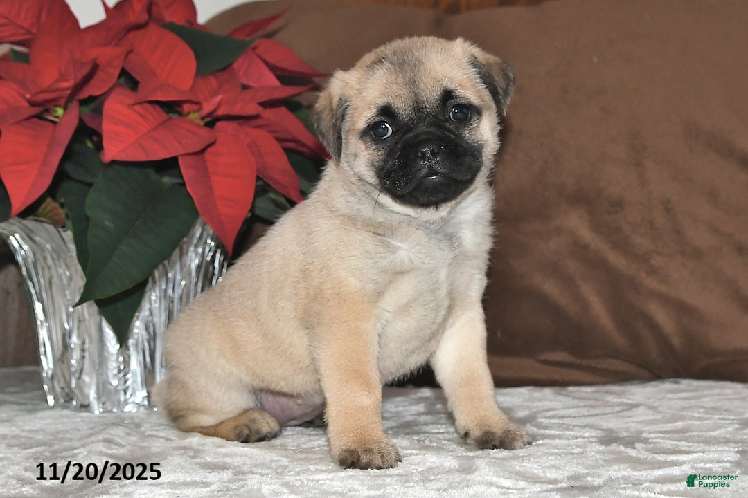 Mixed Breed dogs for sale: Princess - Ad 10