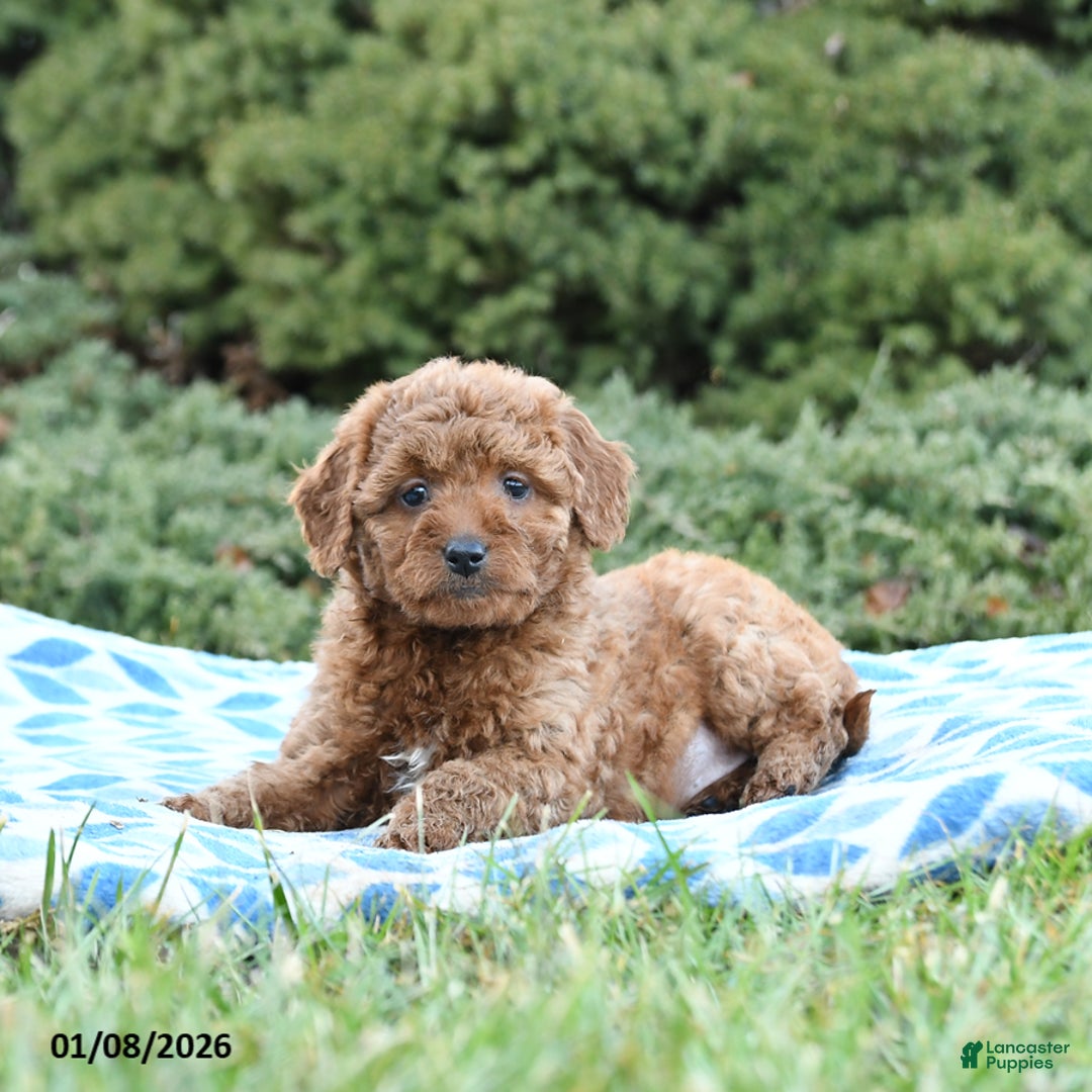 Mini Goldendoodle dogs for sale: Saffron - Ad 3