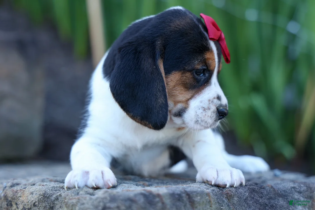 Beagle dogs for sale:  Cody 🐾🐶 - Ad 2