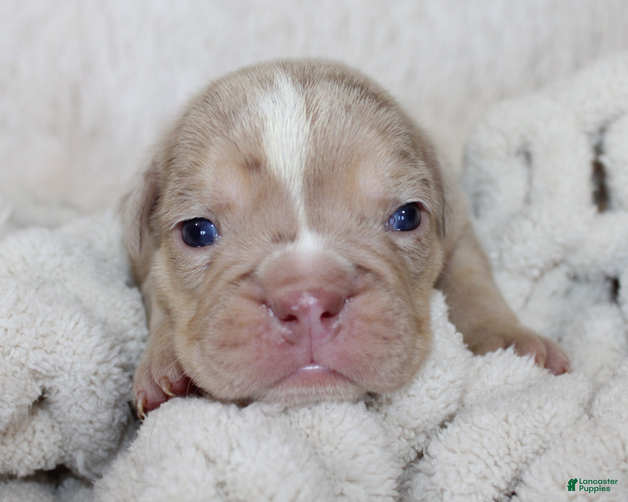 English Bulldog dogs Kacy - Ad 2