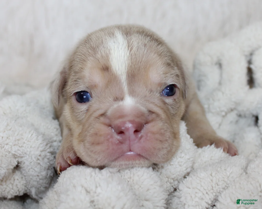 English Bulldog dogs for sale: Kacy - Ad 2