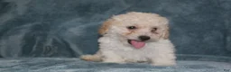 Miniature Poodle dogs for sale: Sky - Ad 6