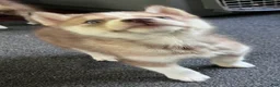 Siberian Husky dogs for sale: Ruby my lady in red - Ad 6