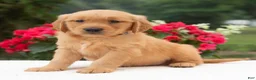 Golden Retriever dogs for sale: Kayden  - Ad 3