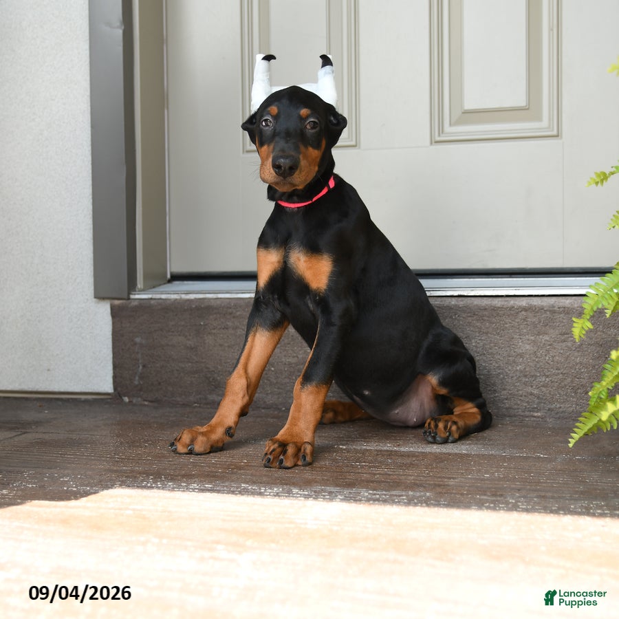 Doberman Pinscher dogs Darla - Ad 1