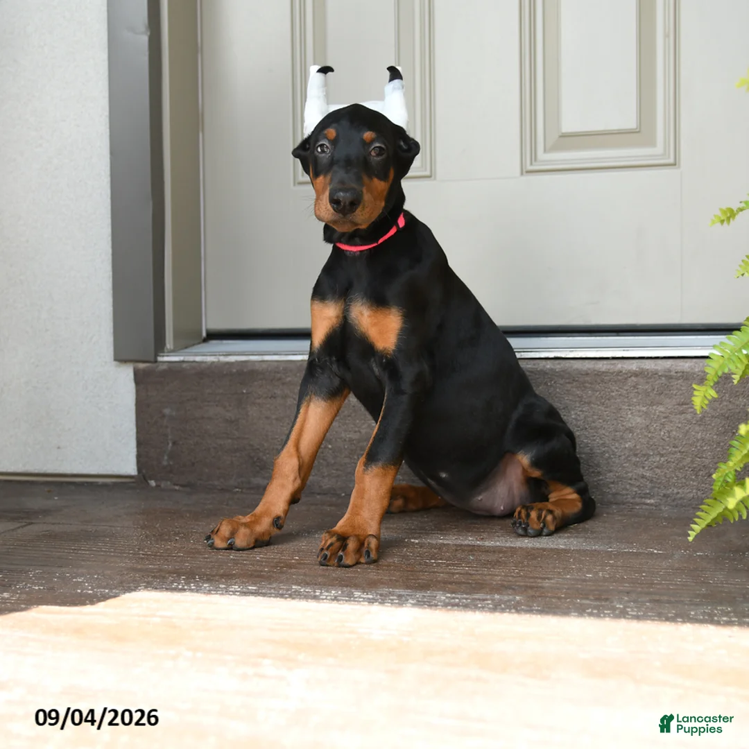 Doberman Pinscher dogs for sale: Darla - Ad 1