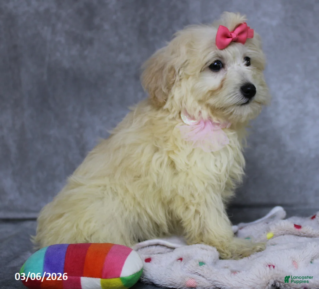 Mini Aussiedoodle dogs for sale: Calli - Ad 7