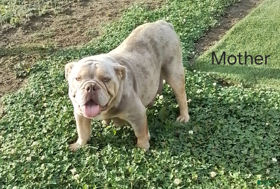 Olde English Bulldogge dogs for sale: Rocco  - Ad 6