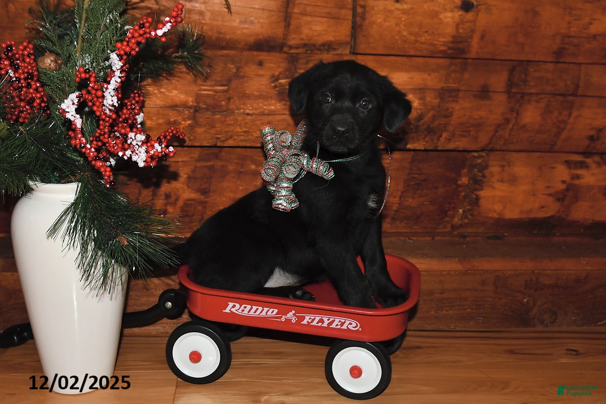 Mixed Breed dogs Joy - Ad 11