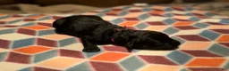 Giant Schnauzer dogs for sale: Ruby - Ad 4