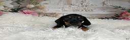 Miniature Dachshund dogs for sale: AKC-Cooper - Ad 9