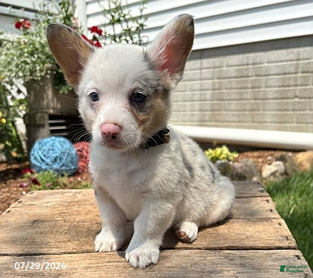 Welsh Corgi Pembroke dogs Naomi - Ad 1