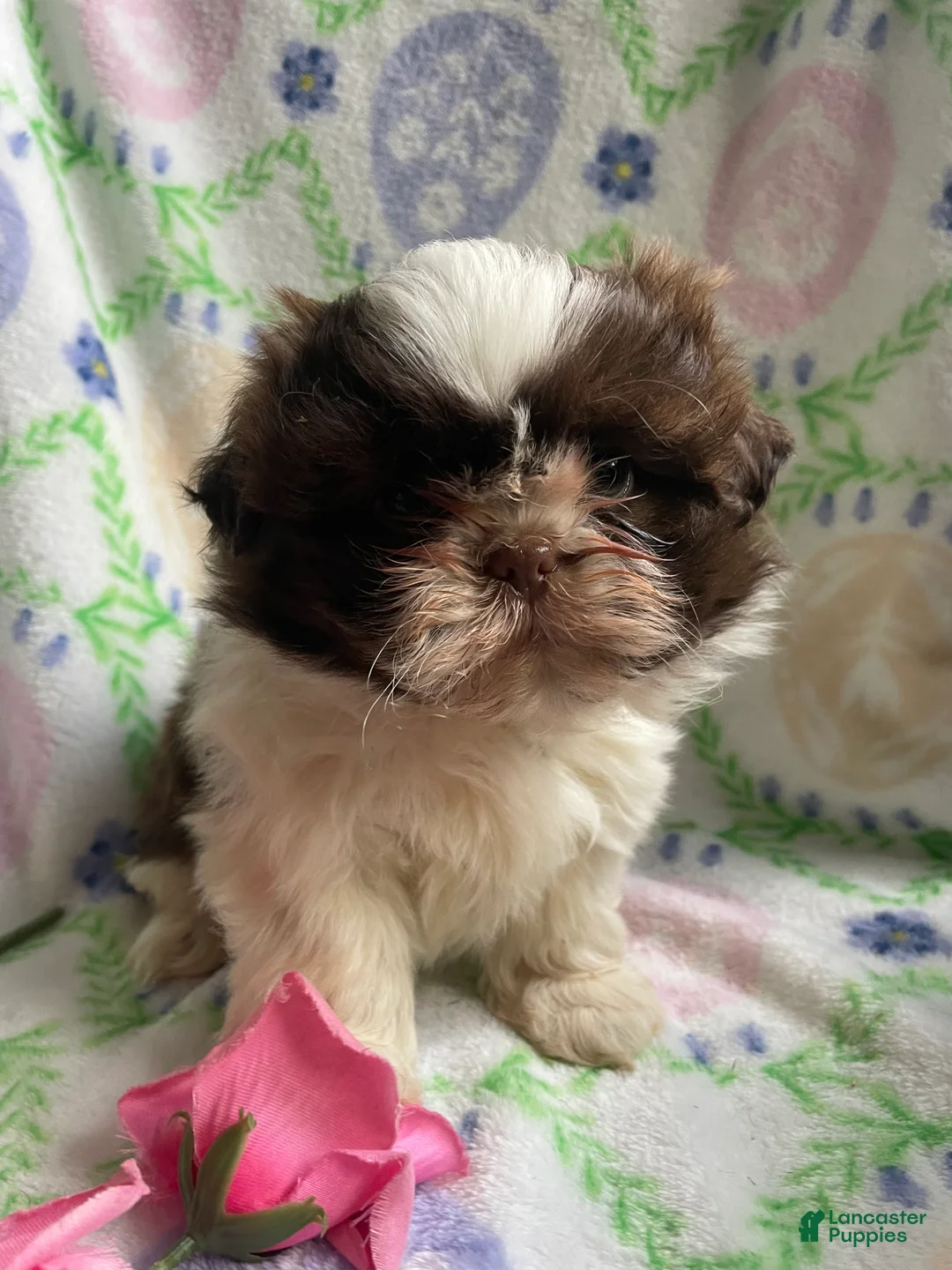 Shih Tzu dogs for sale: Hope - Ad 2