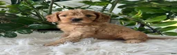 Cavapoo dogs for sale: Dakota  - Ad 3