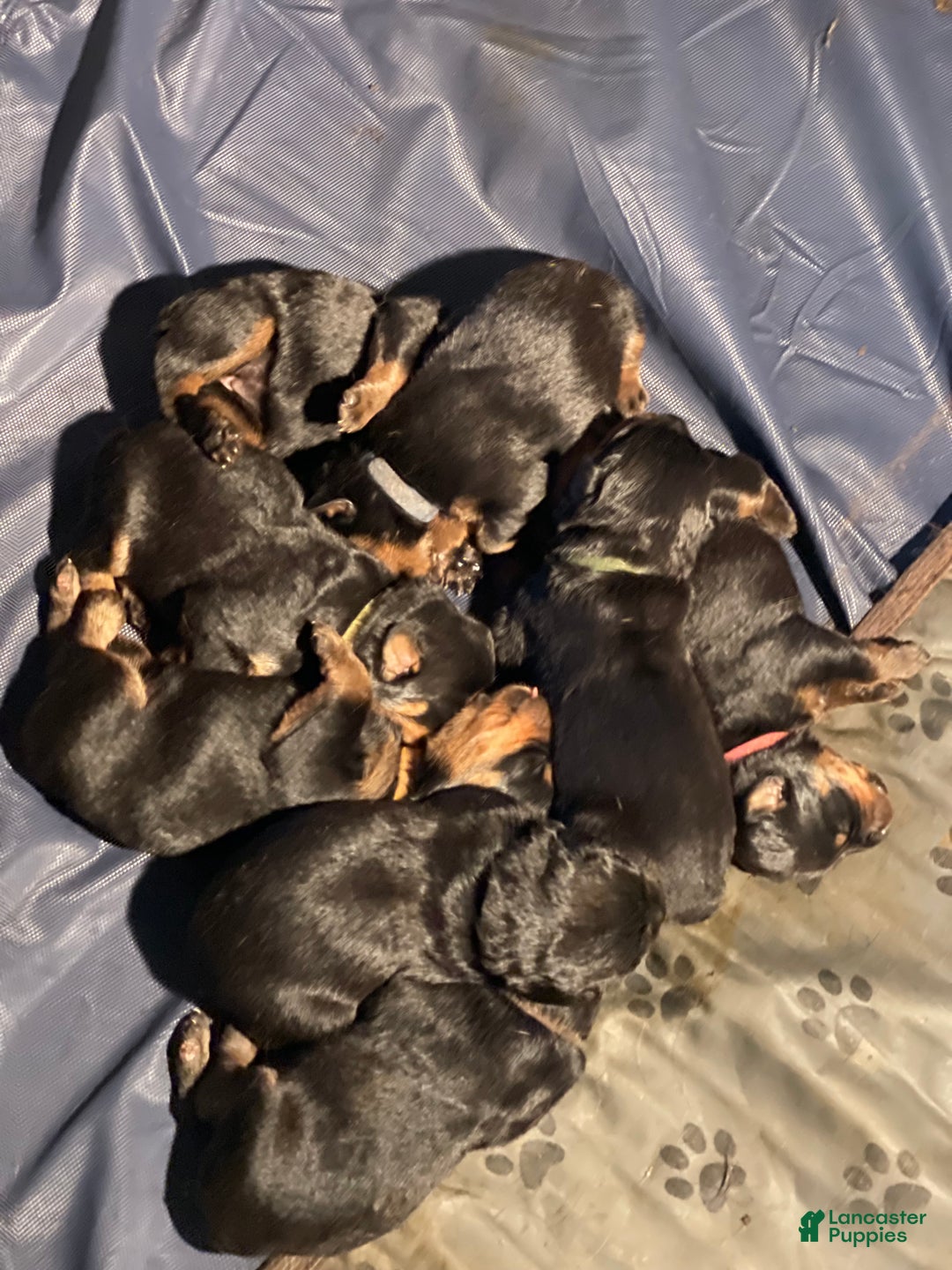 Rottweiler dogs for sale: 3rd Pick Male - Ad 4