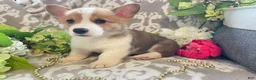 Welsh Corgi Pembroke dogs for sale: Mikey - Ad 5